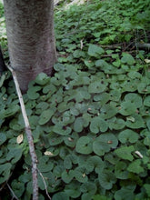 Load image into Gallery viewer, Asarum caudatum- Wild Ginger