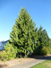 Load image into Gallery viewer, Thuja plicata 'Emerald Cone'- Emerald Cone Western Red Cedar