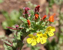 Load image into Gallery viewer, Camissonia bistorta - Sunflakes