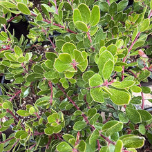 Load image into Gallery viewer, Arctostaphylos 'Emerald Carpet' - Emerald Carpet Manzanita