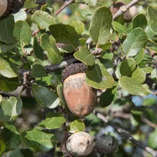Load image into Gallery viewer, Quercus berberidifolia - Scrub Oak