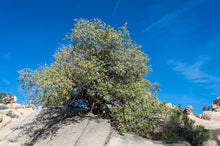 Load image into Gallery viewer, Quercus cornelius-mulleri- Muller Oak