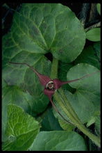 Load image into Gallery viewer, Asarum caudatum- Wild Ginger