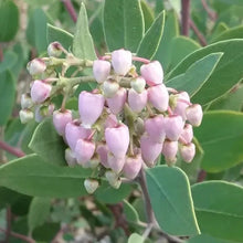 Load image into Gallery viewer, Arctostaphylos densiflora 'Austin Griffiths' - Austin Griffiths Manzanita