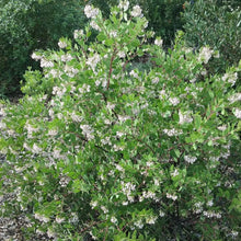 Load image into Gallery viewer, Arctostaphylos densiflora 'Austin Griffiths' - Austin Griffiths Manzanita