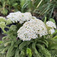 Load image into Gallery viewer, Achillea millefolium 'Sonoma Coast' - Sonoma Coast Yarrow
