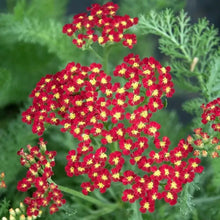 Load image into Gallery viewer, Achillea millefolium Milly Rock™ 'Red' - Milly Rock Red Yarrow