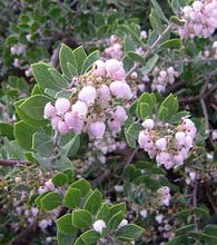 Load image into Gallery viewer, Arctostaphylos purissima 'Vandenberg' - Vandenberg Manzanita
