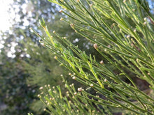 Load image into Gallery viewer, Baccharis sarothroides - Desert Broom