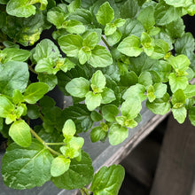 Load image into Gallery viewer, Clinopodium douglasii - Yerba Buena