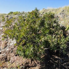 Load image into Gallery viewer, Crossosoma californicum - California Rockflower