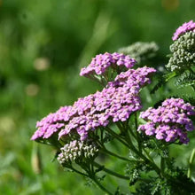 Load image into Gallery viewer, Achillea millefolium 'Island Pink' - Island Pink Yarrow