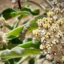 Load image into Gallery viewer, Asclepias eriocarpa - Kotolo Milkweed