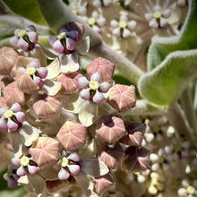 Load image into Gallery viewer, Asclepias eriocarpa - Kotolo Milkweed