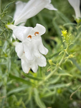 Load image into Gallery viewer, Penstemon heterophyllus 'GMR White ' - GMR White Foothill Penstemon