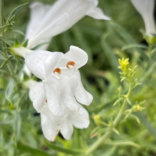 Load image into Gallery viewer, Penstemon heterophyllus 'GMR White ' - GMR White Foothill Penstemon