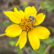 Load image into Gallery viewer, Bahiopsis laciniata - San Diego Sunflower