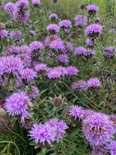 Load image into Gallery viewer, Monardella villosa 'Russian River' - Russian River Coyote Mint