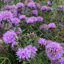 Load image into Gallery viewer, Monardella villosa 'Russian River' - Russian River Coyote Mint