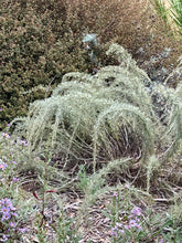 Load image into Gallery viewer, Artemisia californica 'Montara' - Montara Sagebrush