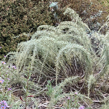 Load image into Gallery viewer, Artemisia californica 'Montara' - Montara Sagebrush