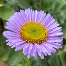Load image into Gallery viewer, Erigeron glaucus 'Bountiful' - Bountiful Seaside Daisy