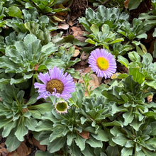 Load image into Gallery viewer, Erigeron glaucus 'Bountiful' - Bountiful Seaside Daisy