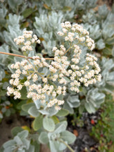 Load image into Gallery viewer, Eriogonum giganteum - St. Catherine's Lace
