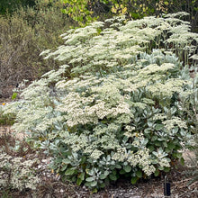 Load image into Gallery viewer, Eriogonum giganteum - St. Catherine's Lace