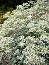 Load image into Gallery viewer, Eriogonum giganteum - St. Catherine's Lace
