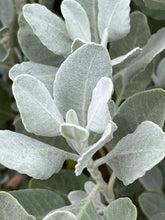 Load image into Gallery viewer, Eriogonum giganteum - St. Catherine's Lace