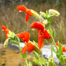 Load image into Gallery viewer, Erythranthe cardinalis - Scarlet Monkeyflower