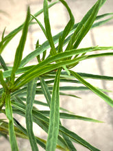 Load image into Gallery viewer, Asclepias fascicularis - Narrowleaf Milkweed