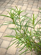 Load image into Gallery viewer, Asclepias fascicularis - Narrowleaf Milkweed