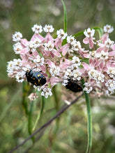 Load image into Gallery viewer, Asclepias fascicularis - Narrowleaf Milkweed