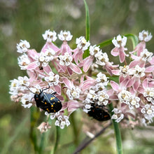 Load image into Gallery viewer, Asclepias fascicularis - Narrowleaf Milkweed