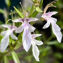 Load image into Gallery viewer, Teucrium glandulosum - Desert Germander