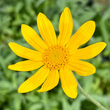 Load image into Gallery viewer, Eriophyllum lanatum 'Siskiyou' - Siskiyou Woolly Sunflower