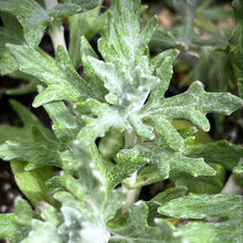 Load image into Gallery viewer, Eriophyllum lanatum 'Siskiyou' - Siskiyou Woolly Sunflower