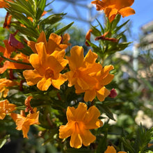 Load image into Gallery viewer, Photo courtesy of Baller Hardware Highland Park