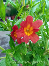 Load image into Gallery viewer, Diplacus 'Jelly Bean Brick' - Jelly Bean Brick Monkeyflower