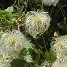 Load image into Gallery viewer, Clematis lasiantha - Chaparral Clematis