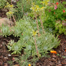 Load image into Gallery viewer, Dudleya caespitosa - Sand Lettuce
