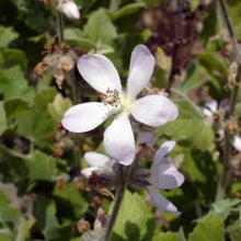 Load image into Gallery viewer, Malacothamnus clementinus- San Clemente Island Bushmallow