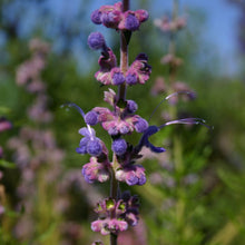 Load image into Gallery viewer, Trichostema lanatum - Woolly Blue Curls