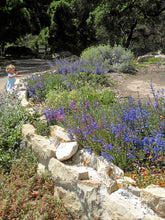 Load image into Gallery viewer, Penstemon heterophyllus - Foothill Penstemon