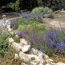 Load image into Gallery viewer, Penstemon heterophyllus - Foothill Penstemon