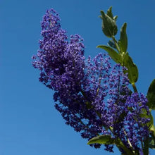 Load image into Gallery viewer, Ceanothus cyaneus - San Diego Ceanothus