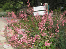 Load image into Gallery viewer, Heuchera 'Wendy' - Wendy Coral Bells