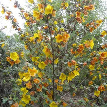 Load image into Gallery viewer, Fremontodendron 'Pacific Sunset' - Pacific Sunset Flannelbush